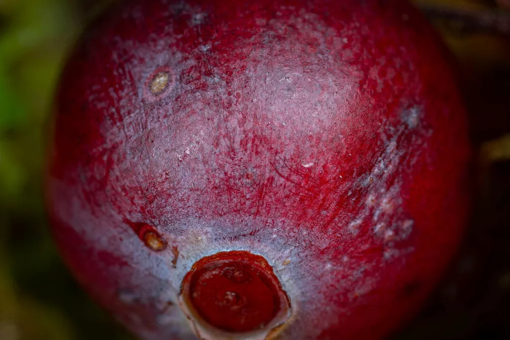 Camu-Camu: A Superfruta da Imunidade